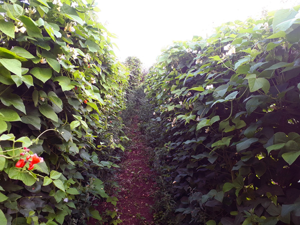 The Runner beans Garden Summer 18