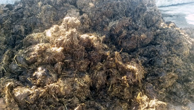 Straw Manure